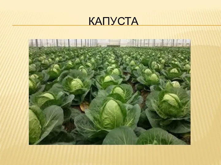 КАПУСТА