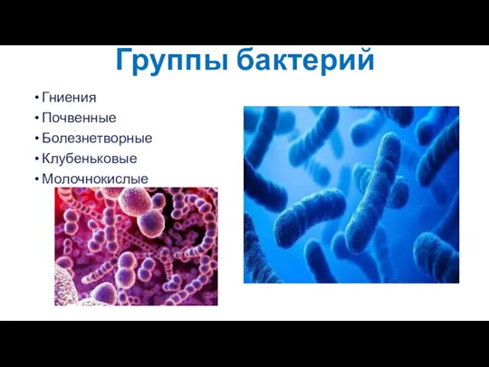 Группы бактерий Гниения Почвенные Болезнетворные Клубеньковые Молочнокислые