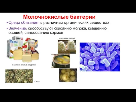 Молочнокислые бактерии Среда обитания- в различных органических веществах Значение: способствуют скисанию молока, квашению овощей, силосованию кормов