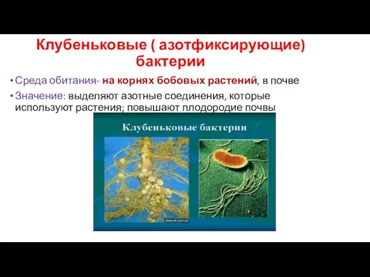 Клубеньковые ( азотфиксирующие) бактерии Среда обитания- на корнях бобовых растений,