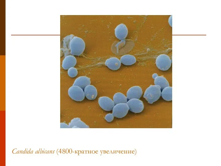 Candida albicans (4800-кратное увеличение)