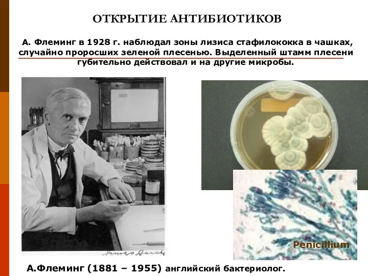 ОТКРЫТИЕ АНТИБИОТИКОВ А. Флеминг в 1928 г. наблюдал зоны лизиса стафилококка в чашках,