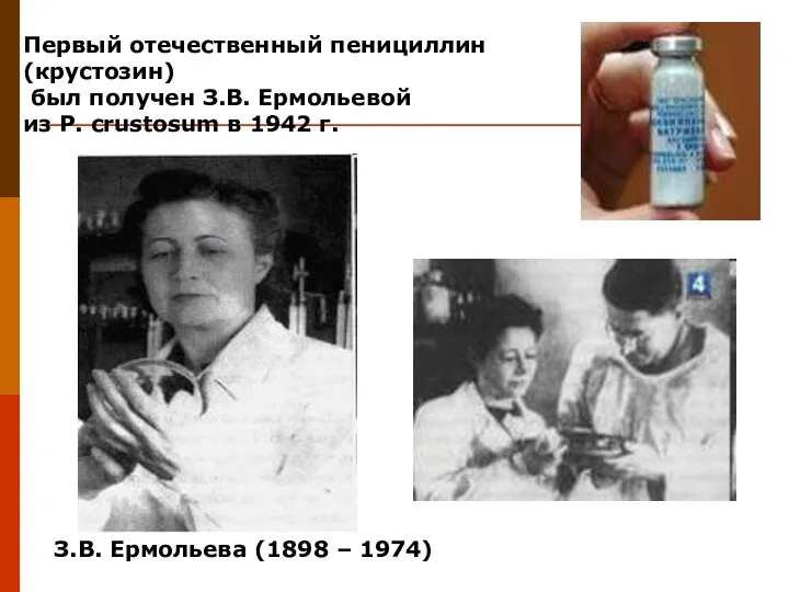 Первый отечественный пенициллин (крустозин) был получен З.В. Ермольевой из P. crustosum в 1942