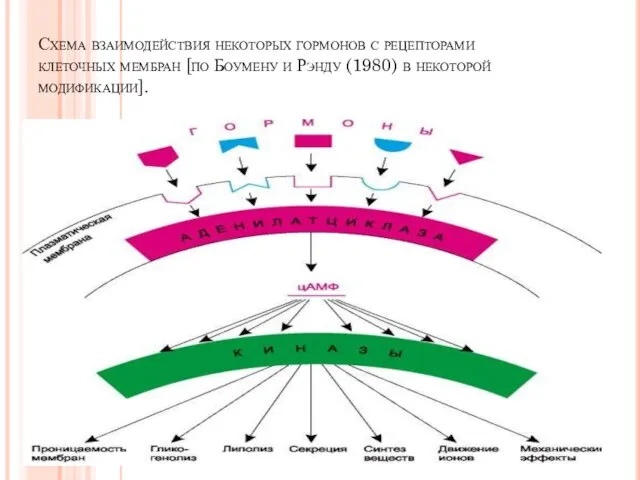 Схема взаимодействия некоторых гормонов с рецепторами клеточных мембран [по Боумену и Рэнду (1980) в некоторой модификации].