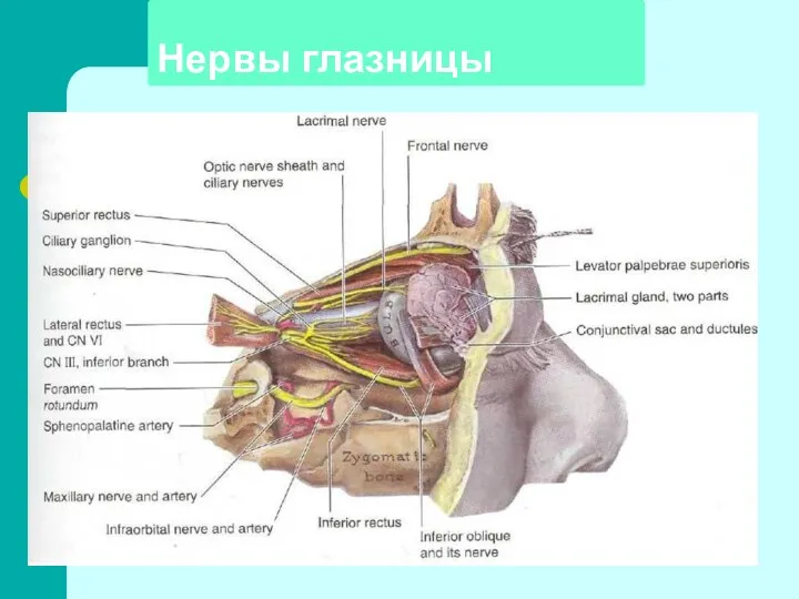 Нервы глазницы