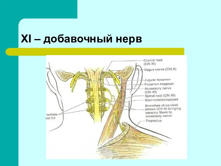 XI – добавочный нерв