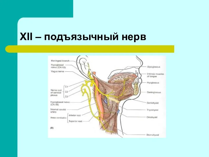 XII – подъязычный нерв