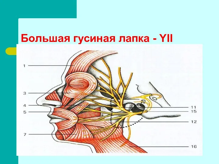 Большая гусиная лапка - YII