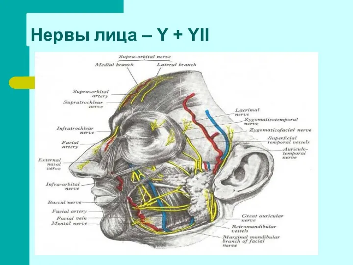 Нервы лица – Y + YII