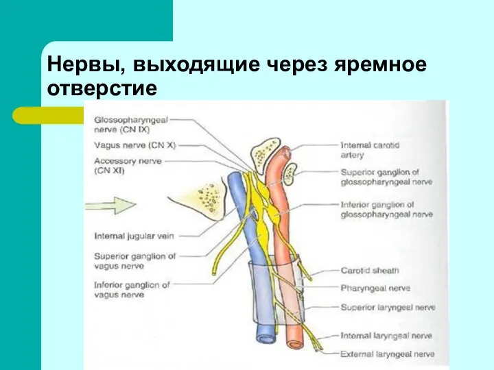 Нервы, выходящие через яремное отверстие