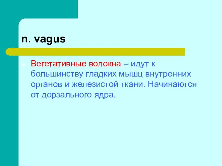 n. vagus Вегетативные волокна – идут к большинству гладких мышц