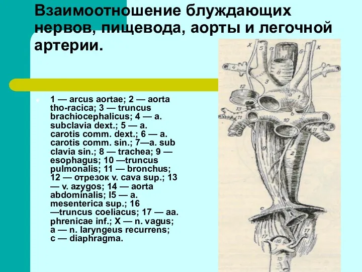 Взаимоотношение блуждающих нервов, пищевода, аорты и легочной артерии. 1 —