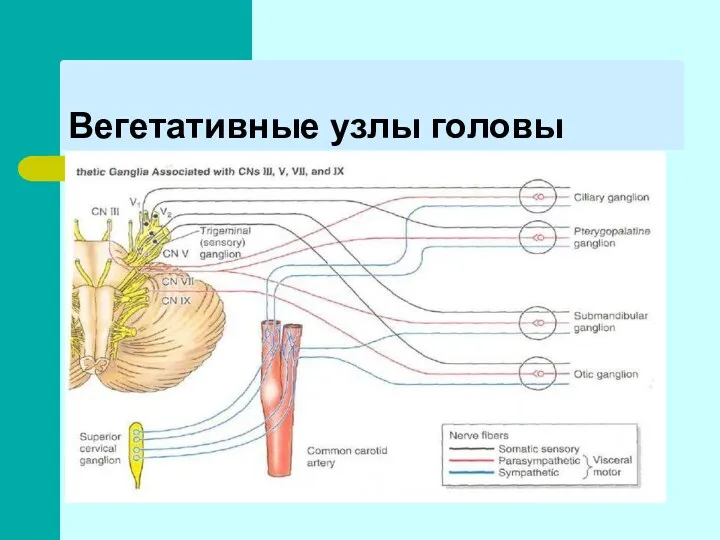 Вегетативные узлы головы