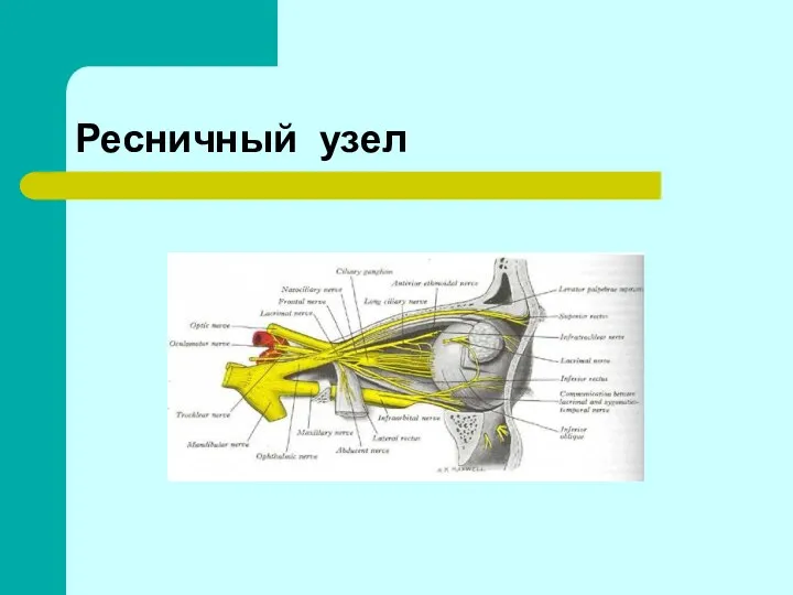 Ресничный узел