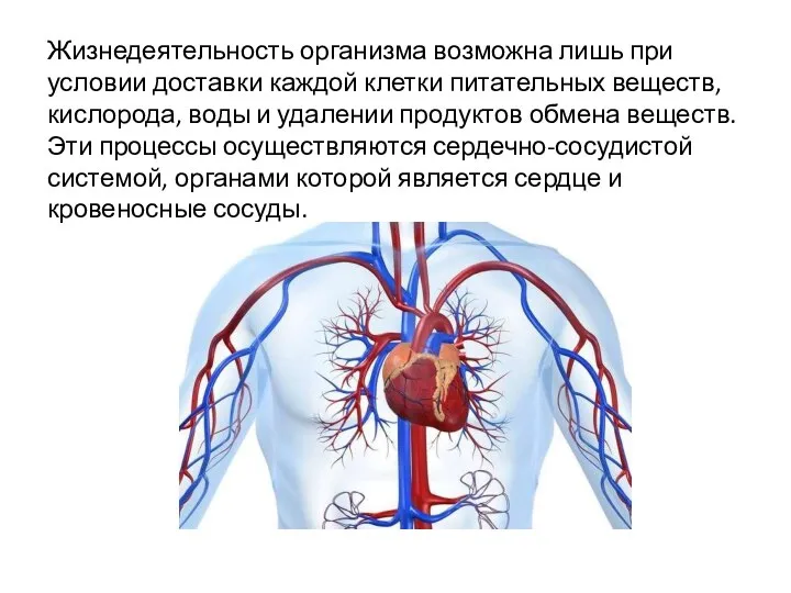 Жизнедеятельность организма возможна лишь при условии доставки каждой клетки питательных