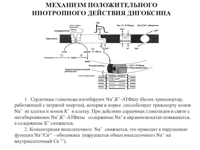 МЕХАНИЗМ ПОЛОЖИТЕЛЬНОГО ИНОТРОПНОГО ДЕЙСТВИЯ ДИГОКСИНА 1. Сердечные гликозиды ингибируют Na+,К+-АТФазу