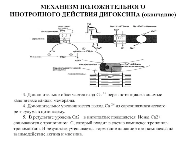 МЕХАНИЗМ ПОЛОЖИТЕЛЬНОГО ИНОТРОПНОГО ДЕЙСТВИЯ ДИГОКСИНА (окончание) 3. Дополнительно: облегчается вход