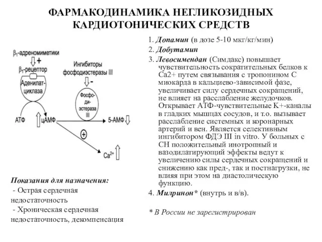 ФАРМАКОДИНАМИКА НЕГЛИКОЗИДНЫХ КАРДИОТОНИЧЕСКИХ СРЕДСТВ 1. Допамин (в дозе 5-10 мкг/кг/мин)‏