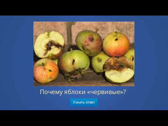 Узнать ответ Почему яблоки «червивые»?