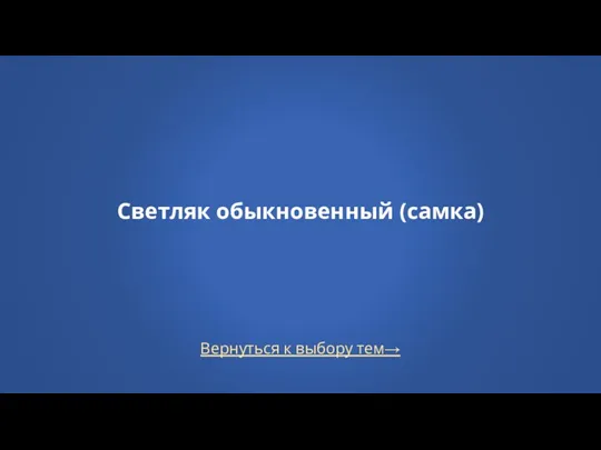 Вернуться к выбору тем→ Светляк обыкновенный (самка)