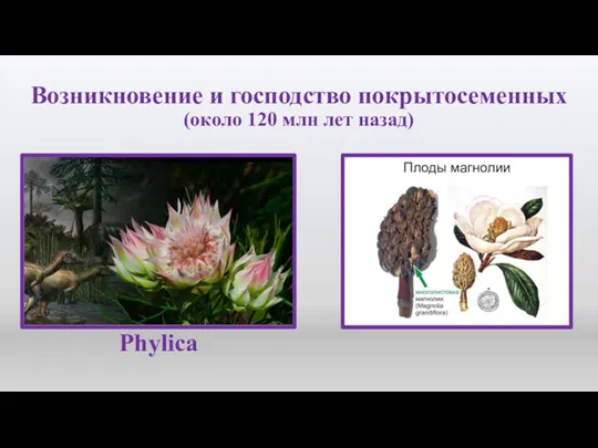 Возникновение и господство покрытосеменных (около 120 млн лет назад) Phylica