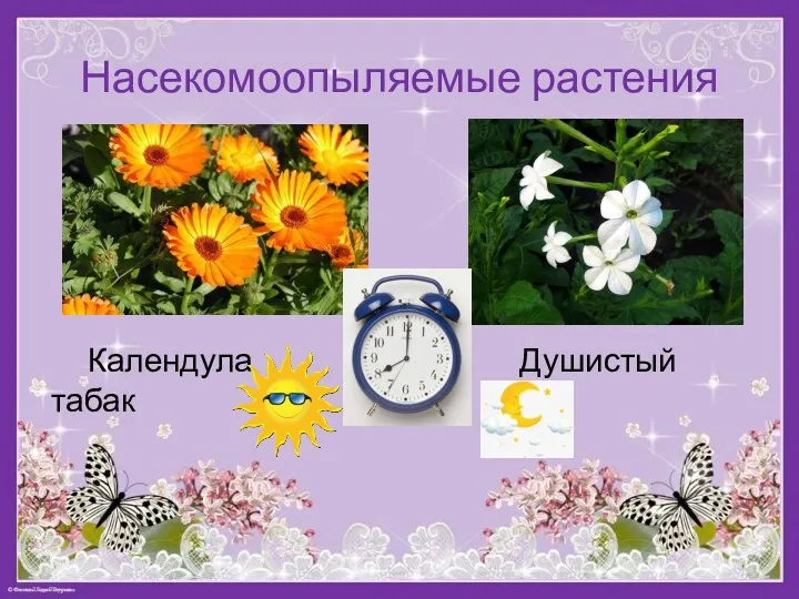 Насекомоопыляемые растения Календула Душистый табак