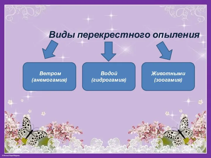 Виды перекрестного опыления Ветром (анемогамия) Водой (гидрогамия) Животными (зоогамия)