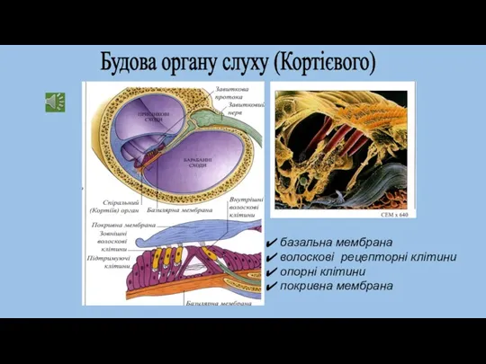 Будова органу слуху (Кортієвого) базальна мембрана волоскові рецепторні клітини опорні клітини покривна мембрана