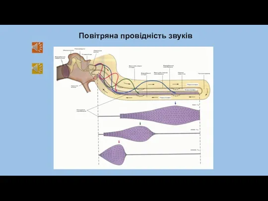 Повітряна провідність звуків