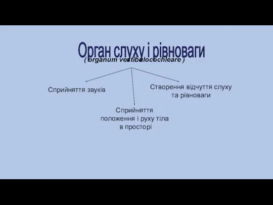 Орган слуху і рівноваги ( organum vestibulocochleare ) Сприйняття звуків Сприйняття положення і