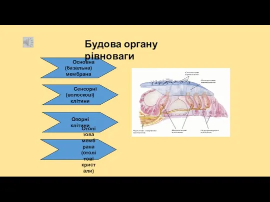 Основна (базальна) мембрана Сенсорні (волоскові) клітини Опорні клітини Отолітова мембрана (отолітові кристали) Будова органу рівноваги