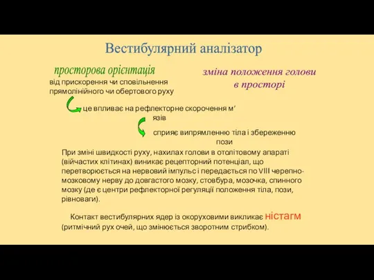 Вестибулярний аналізатор просторова орієнтація зміна положення голови в просторі від прискорення чи сповільнення