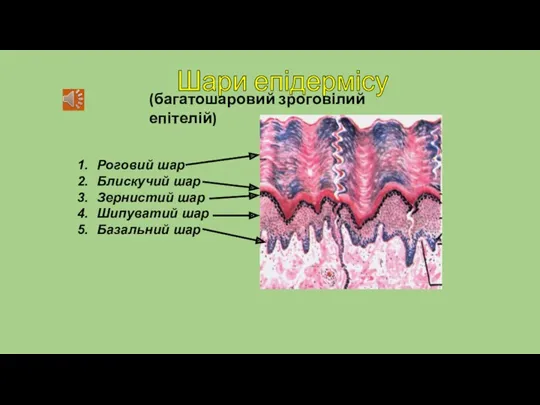 Шари епідермісу Роговий шар Блискучий шар Зернистий шар Шипуватий шар Базальний шар (багатошаровий зроговілий епітелій)