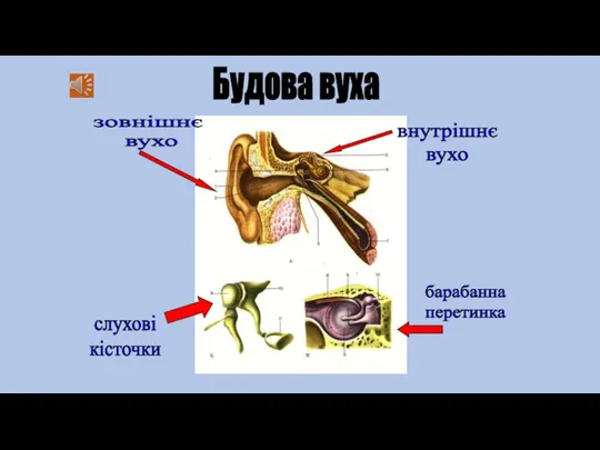 Будова вуха зовнішнє вухо внутрішнє вухо слухові кісточки барабанна перетинка