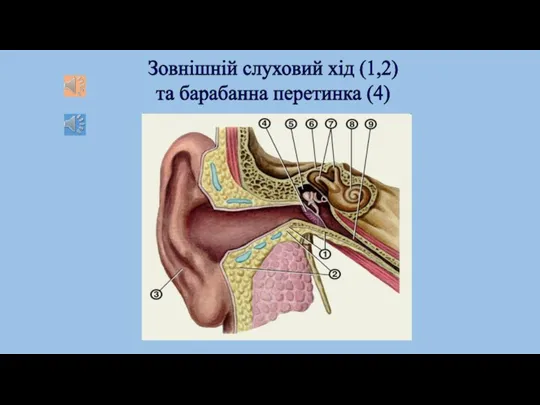 Зовнішній слуховий хід (1,2) та барабанна перетинка (4)