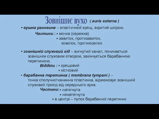 Зовнішнє вухо ( auris externa ) вушна раковина – еластичний хрящ, вкритий шкірою.