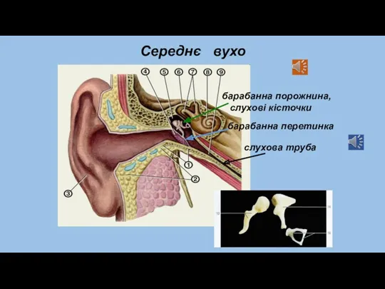 Середнє вухо барабанна порожнина, слухові кісточки барабанна перетинка слухова труба