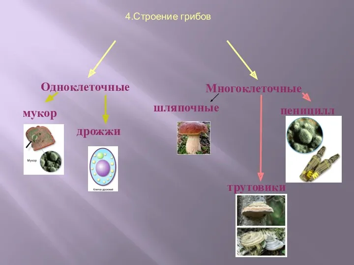 4.Строение грибов Одноклеточные Многоклеточные мукор дрожжи шляпочные пеницилл трутовики