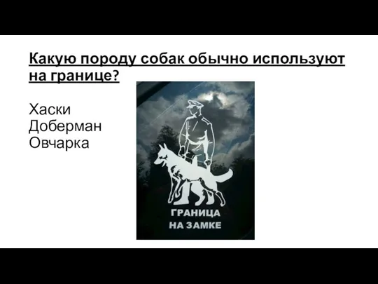 Какую породу собак обычно используют на границе? Хаски Доберман Овчарка