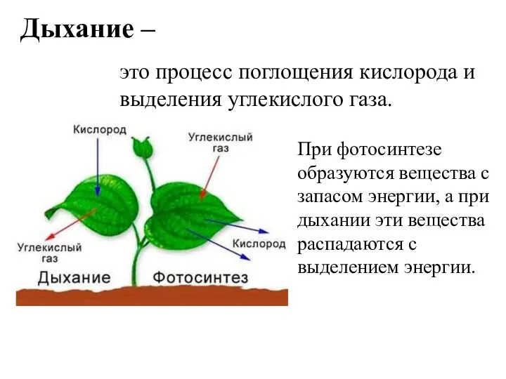 Дыхание – это процесс поглощения кислорода и выделения углекислого газа.