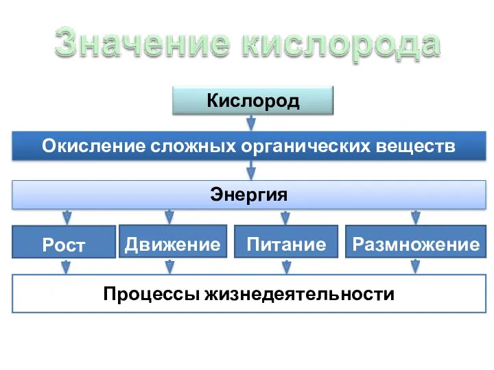 Рост Движение Питание Размножение Процессы жизнедеятельности Окисление сложных органических веществ Энергия