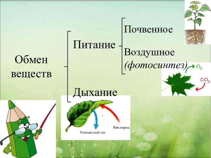 Питание Дыхание Почвенное Воздушное (фотосинтез) Обмен веществ