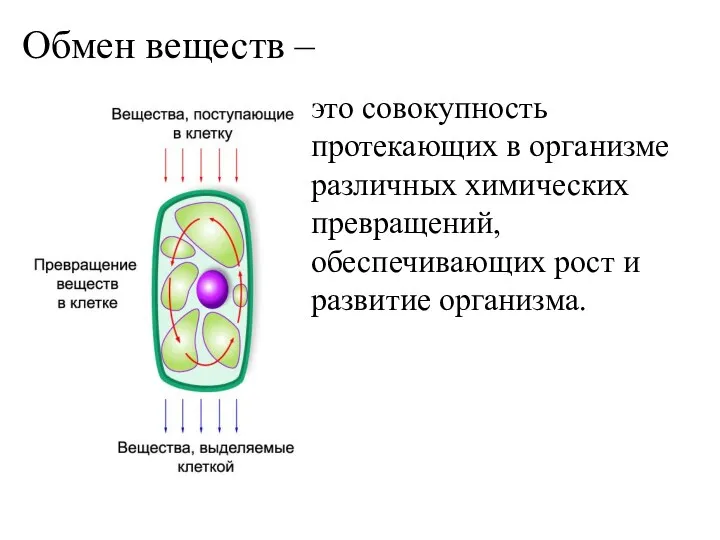 Обмен веществ – это совокупность протекающих в организме различных химических превращений, обеспечивающих рост и развитие организма.