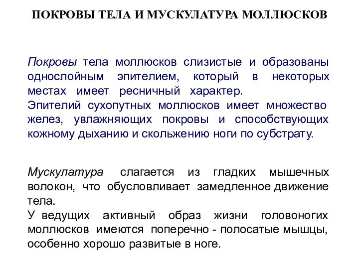 ПОКРОВЫ ТЕЛА И МУСКУЛАТУРА МОЛЛЮСКОВ Покровы тела моллюсков слизистые и