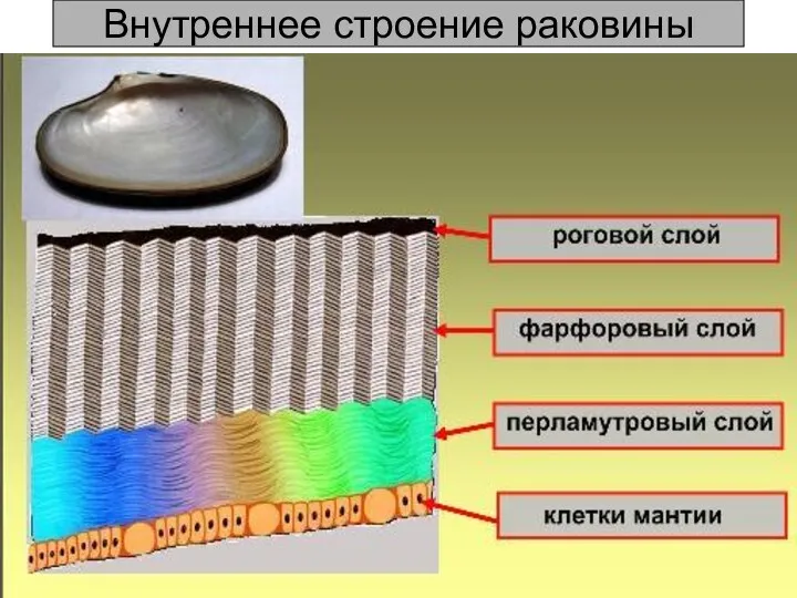 Внутреннее строение раковины