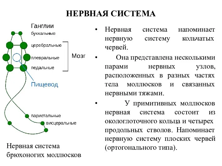 НЕРВНАЯ СИСТЕМА Нервная система напоминает нервную систему кольчатых червей. Она