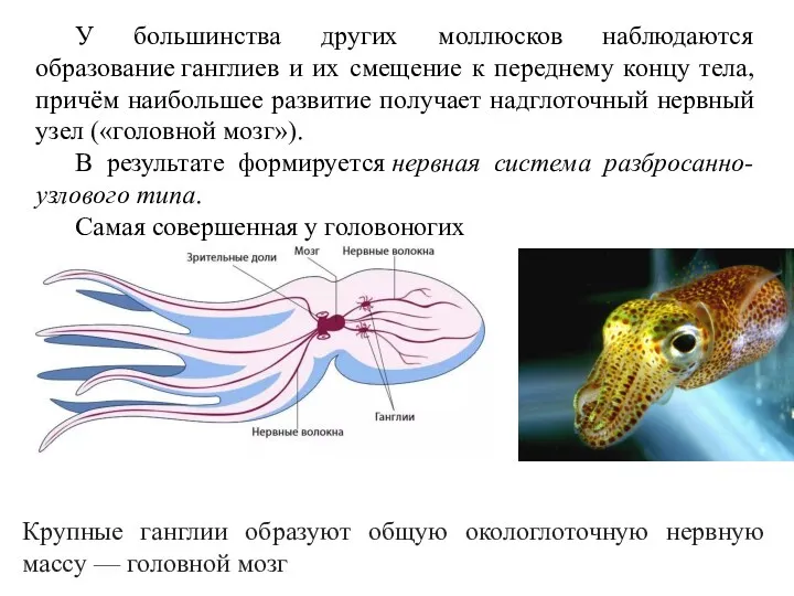 Крупные ганглии образуют общую окологлоточную нервную массу — головной мозг