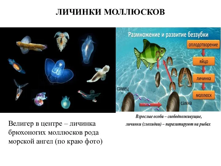 ЛИЧИНКИ МОЛЛЮСКОВ Велигер в центре – личинка брюхоногих моллюсков рода морской ангел (по краю фото)