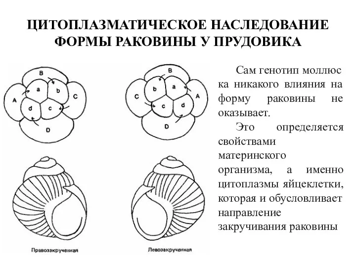 ЦИТОПЛАЗМАТИЧЕСКОЕ НАСЛЕДОВАНИЕ ФОРМЫ РАКОВИНЫ У ПРУДОВИКА Сам генотип моллюска никакого