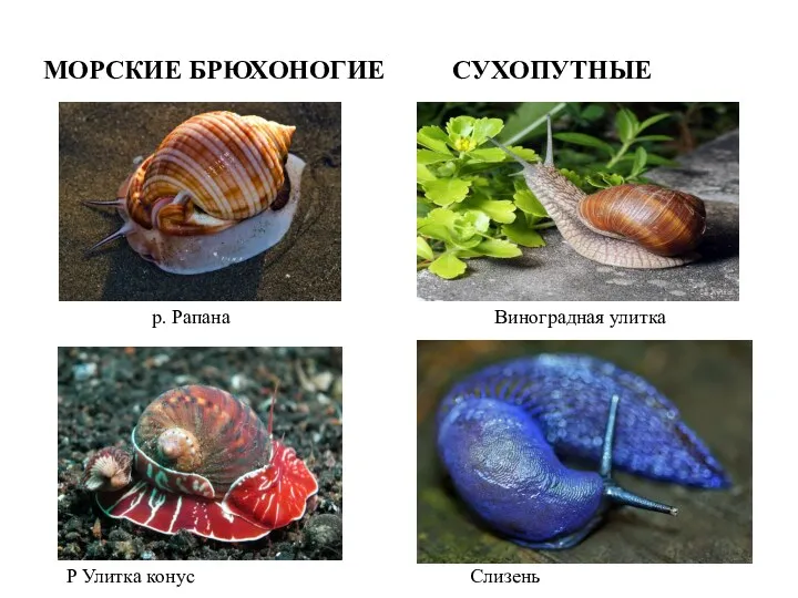 СУХОПУТНЫЕ МОРСКИЕ БРЮХОНОГИЕ р. Рапана Виноградная улитка Слизень Р Улитка конус